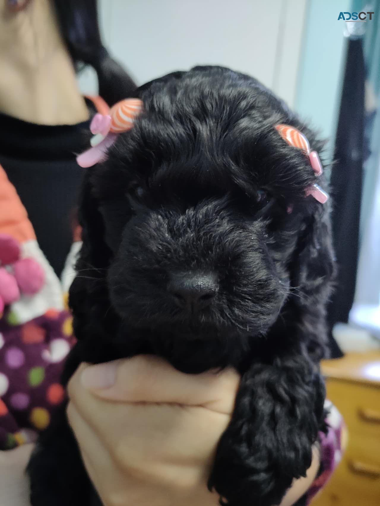 Beautiful 1st Gen Toy Cavoodle Puppies