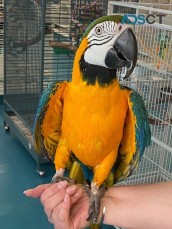 blue and gold macaw parrots