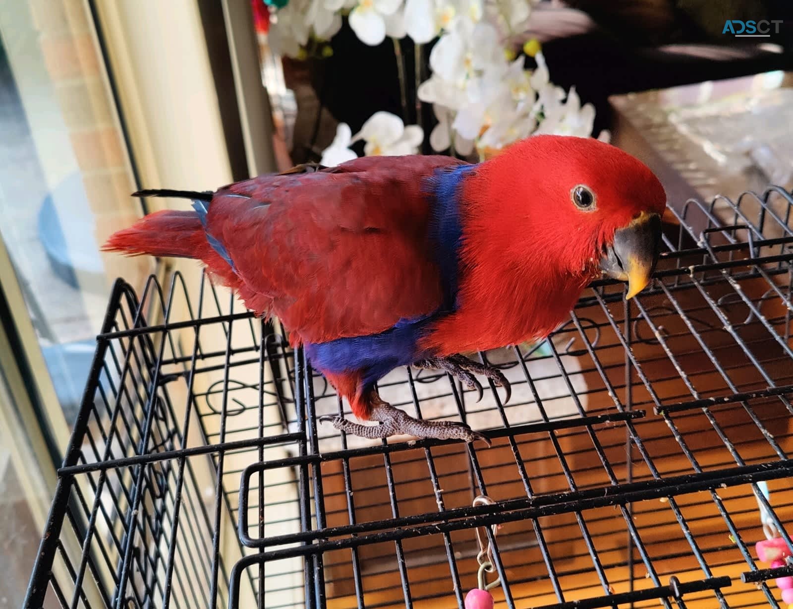 Eclectus Parrot For Sale 
