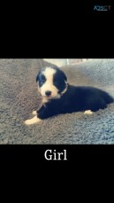 Border collie puppies ❤️