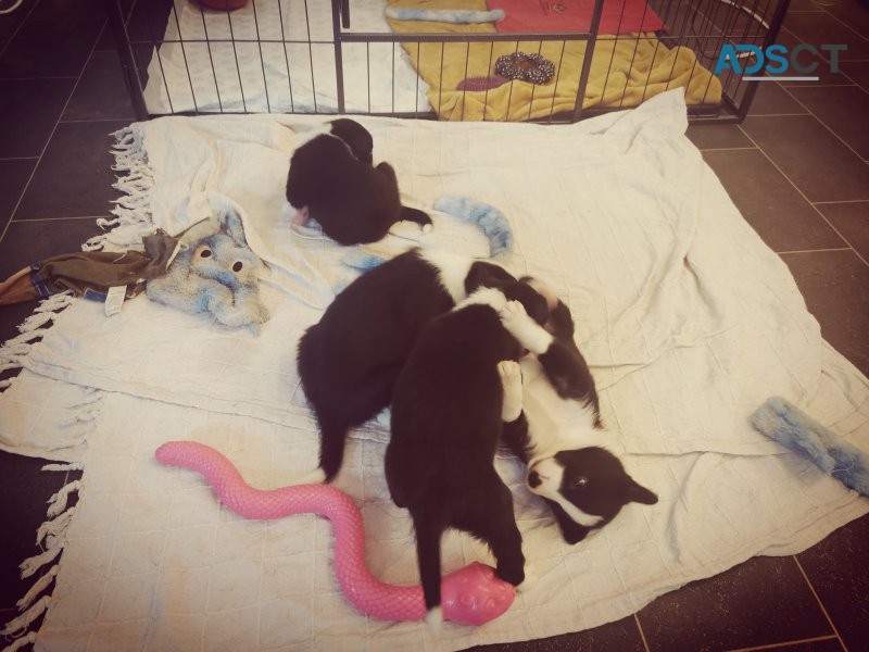 Border collie puppies ❤️