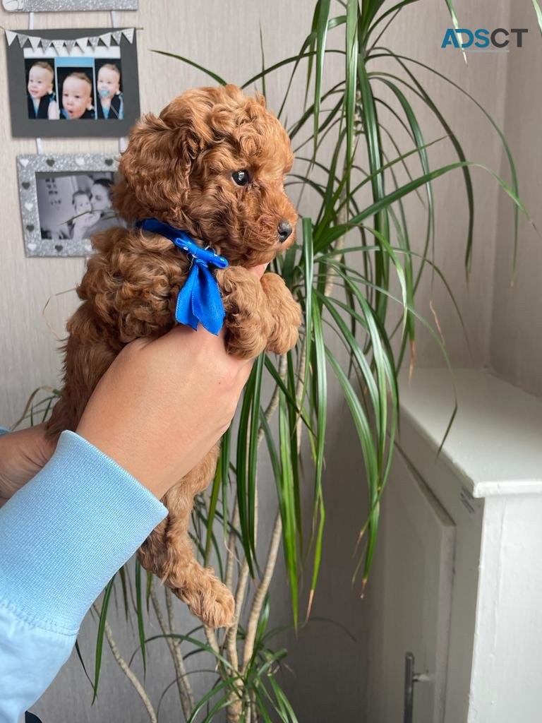 TOY POODLE PUP'S FOR SALE