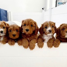 Male and female cavoodle pups 
