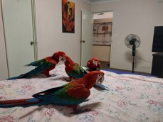 Macaws Greenwings 
