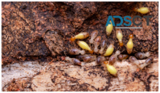 Termite Inspection Perth | Pest Inspection Perth | Ants Pest Control Perth 