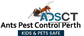 Termite Inspection Perth | Pest Inspection Perth | Ants Pest Control Perth 