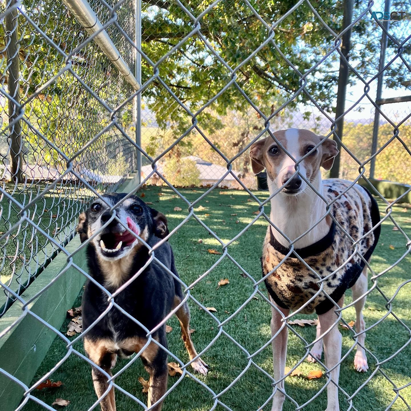 Melbourne Dog Boarding 
