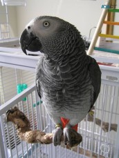 Trained African Grey Parrots For Adoptio