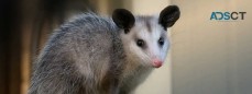 CBD Possum Removal Sydney