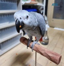 Grey Parrots For Sale