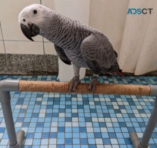Talking Grey Parrots For Sale