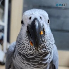 African Grey Parrots For Sale
