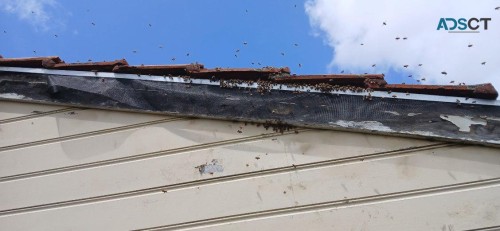 Enviro Pest Control Perth