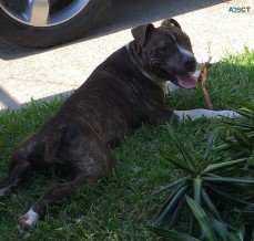 American Staffy-Purebred-Only 1 left