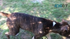 American Staffy-Purebred-Only 1 left