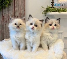 Girls Ragdoll Kittens For Sale