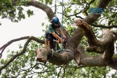 Expert Tree Removal in Ipswich