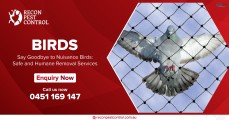 Best Pest Control in Melbourne