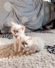 Siberian Kittens For Sale Registered
