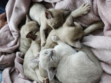 Pedigree burmese kittens