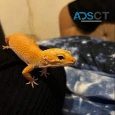 Gecko for sale