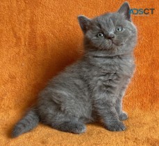 British Shorthair Kittens For adoption