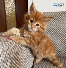 Maine Coon Kittens For Adoption