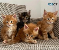 4 Maine Coon Kittens For Sale