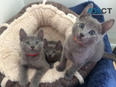 Russian Blue kittens for sale