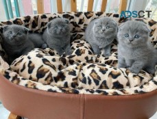 Scottish fold kittens available now