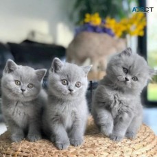 Blue British shorthair kittens available