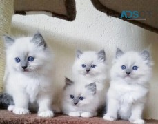 Ragdoll kittens available now