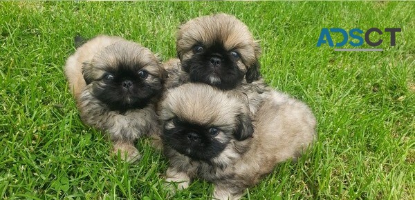  Pekingese puppies available now