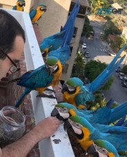 Blue and Gold Macaw parrots