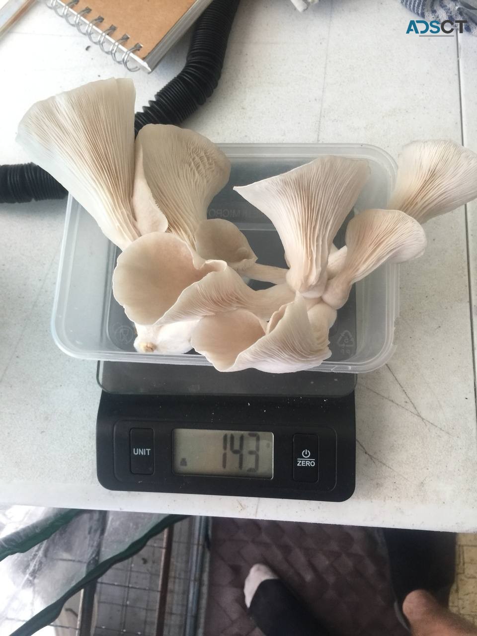 medicated Mushrooms (OYSTERS)
