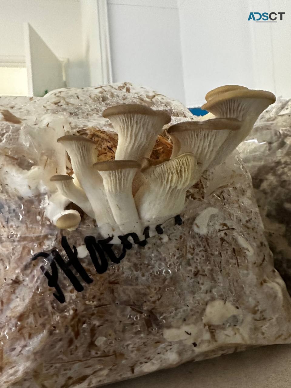 medicated Mushrooms (OYSTERS)