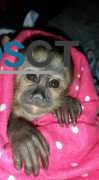 needing a pet capuchin monkey for sale