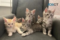 Maine Coon kittens - ONLY RED/CREAM BOY 