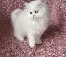 Chinchilla Persian Kitten