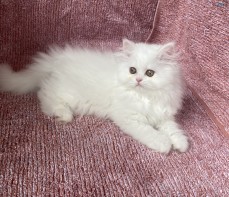 Chinchilla Persian Kitten