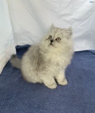 Chinchilla Persian Kitten