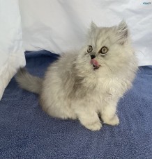 Chinchilla Persian Kitten