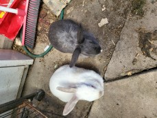 🐇🐇 FOR SALE: Adorable Rabbit Duo Looki