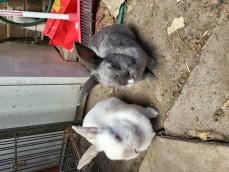 🐇🐇 FOR SALE: Adorable Rabbit Duo Looki