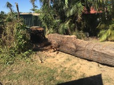 Tree Stump Services