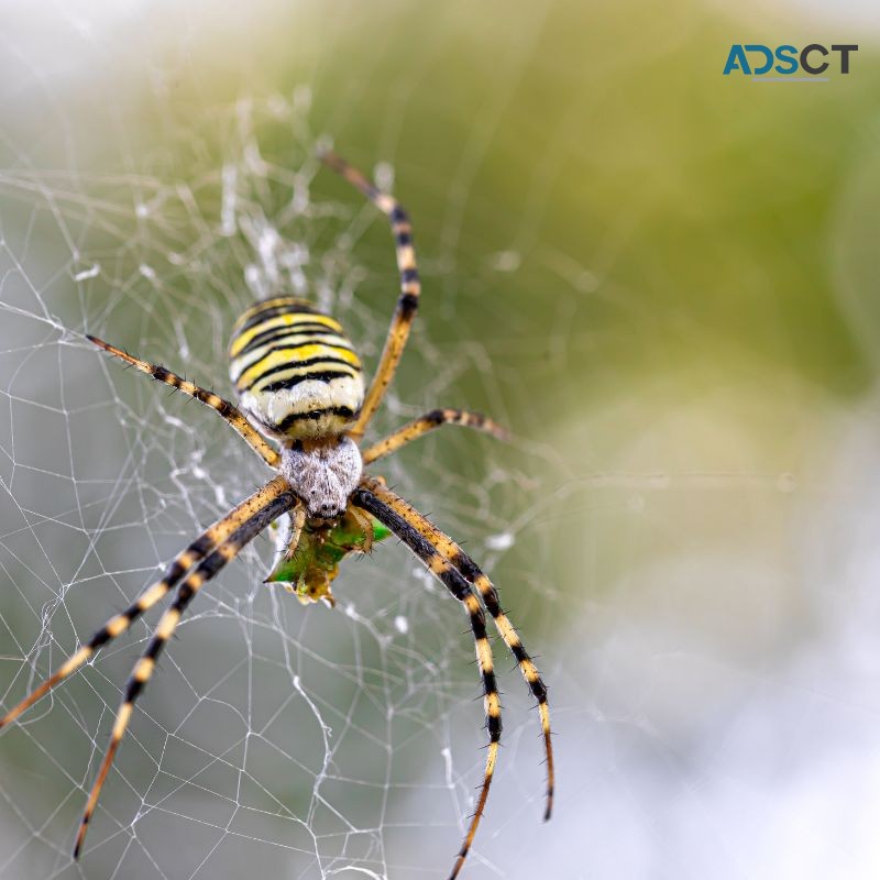  BE AWARE! DO NOT GET BITTEN BY SPIDERS. 