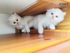 Persian kittens for adoption