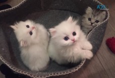 Persian kittens ready now