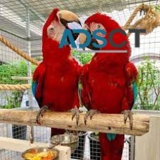 Scarlet Macaw parrots ready now