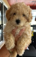 Poodle x Puppy for Sale